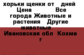 хорьки щенки от 35дней › Цена ­ 4 000 - Все города Животные и растения » Другие животные   . Ивановская обл.,Кохма г.